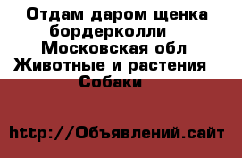 Отдам даром щенка бордерколли  - Московская обл. Животные и растения » Собаки   